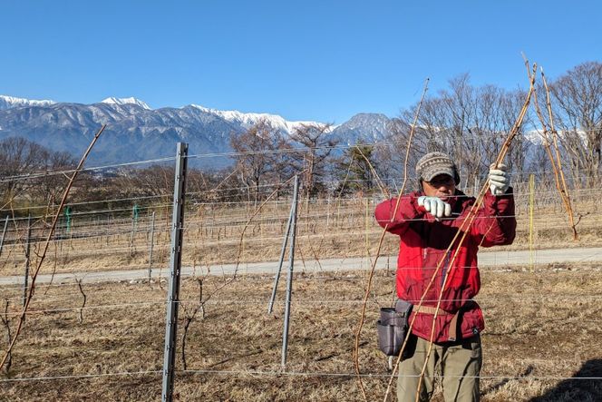 赤 ワイン フェリーチェ ロッソ 750ml 4本 [Poggio Verde（ポッジョ ヴェルデ） 長野県 池田町 48110681] 赤ワイン わいん 国産ぶどう使用 お酒 酒 アルコール