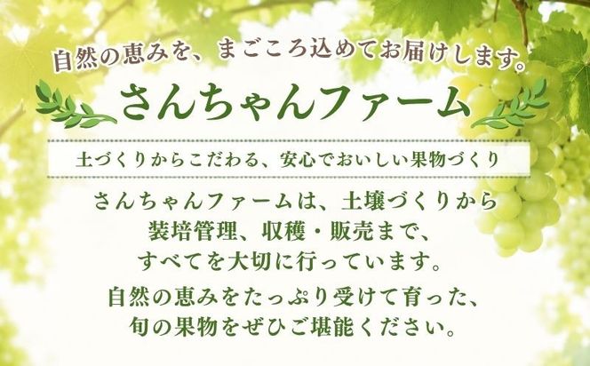 【2027年　先行予約】山梨県産　シャインマスカット1房（500g以上） GA004