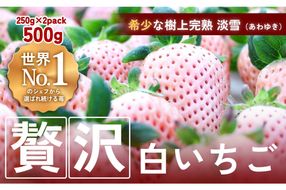 【完熟クラフト苺BERRY】海外セレブ御用達【樹上完熟白いちご】淡雪（あわゆき）約500g（出荷2025年12月上旬～2026年5月下旬） yuji0004