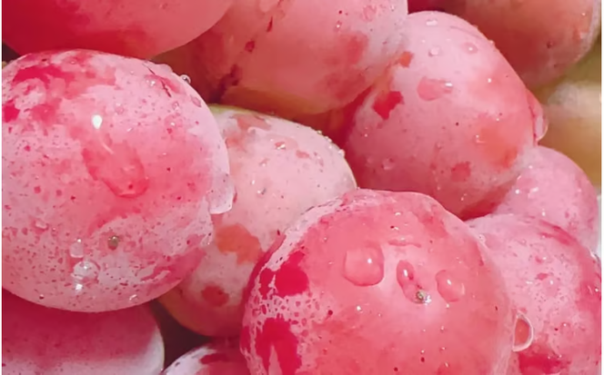 【2026年先行予約】【ご家庭用】 希少品種 クイーンニーナ 3～４房 2kg以上（化粧箱入り） Lino＆Kai Farm / 朝採れ ぶどう 岡山 真庭市 珍しい 高級 ギフト 大粒 果物 贈答 人気 産地直送 国産 数量限定 種なし 食べチョクアワード 受賞 【linokai011-02】