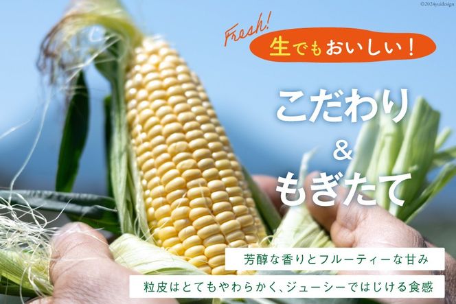 AI207 とうもろこし スイートコーン イエロー 5kg 10〜12本 [ トウモロコシ コーン ゴールドラッシュ 野菜 5キロ さかいさんち SAKAI FARM 長崎県 島原市 ]