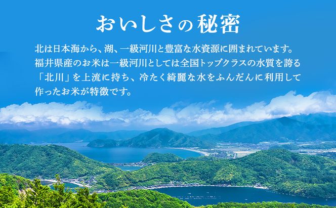 米 いちほまれ 10kg 精米 白米 お米 米 おこめ こめ コメ ご飯 ブランド米 令和7年産 福井 福井県 若狭町
