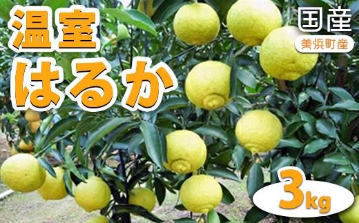 国産(美浜町産)温室はるか 3kg入り　※2026年1月下旬頃より順次発送予定