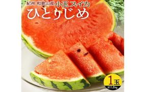 紀州和歌山産小玉スイカ「ひとりじめ」１玉【予約】※2026年6月上旬頃～7月上旬頃に順次発送予定(お届け日指定不可) スイカ すいか 果物【uot778A】