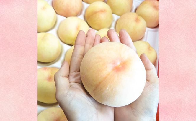 【桃 2026年 先行予約】贈答用 清水白桃 約2kg(5～7玉) もも モモ 岡山県 国産 フルーツ 果物