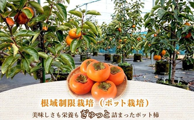 【先行予約】こだわり栽培ポット柿（早秋柿） 2Lサイズ12個入り | 柿 かき カキ 早秋柿 早生品種 甘い ジューシー フルーツ くだもの 果物 秋の味覚 おやつ スイーツ 産地直送 先行 予約 送料無料 岐阜県 瑞穂市 ※離島への配送不可  ※2026年10月中旬～11月上旬頃に順次発送予定