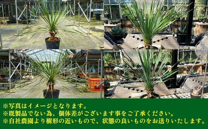 沖縄育ちの観葉植物】人気のユッカ・ロストラータ 5寸鉢（沖縄県金武町