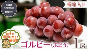 【 桐箱入り 】ゴルビー （ ぶどう ） 1房 【2026年9月から発送開始】（茨城県共通返礼品 [ぶどう]：結城市産） ぶどう ゴルビー 果物 フルーツ 季節 旬 [BI392-NT]