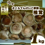 肉厚しいたけ“さくらてんけいこ家族(規格外)”１ｋｇ　≪シイタケ きのこ キノコ 野菜≫