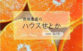 【先行予約】2L 12個/3L 10個 西地農園のハウスせとか【2025年2月中旬より順次発送】 / 手選別 せとか ハウスせとか 2L 3L みかん ミカン 蜜柑 柑橘 果物 くだもの フルーツ 産地直送【mnd003A】