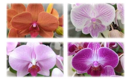 【全6回定期便】胡蝶蘭 お楽しみ定期便 ( お祝い / 開店祝い / 就任祝い ) 糸島 / はざま園芸 [AND003] 胡蝶蘭 お祝い ギフト 贈答 洋蘭 開店祝い 新店 祝い 白 3本