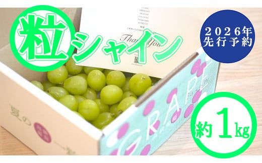 【2026年発送分 先行予約】【訳あり】 シャインマスカット 粒にて 約1kg　シャイン マスカット フルーツ 山梨県産 果物 くだもの ぶどう ブドウ 葡萄 大粒 種なし 産地直送 富士川町 家庭用 規格外 斎庵