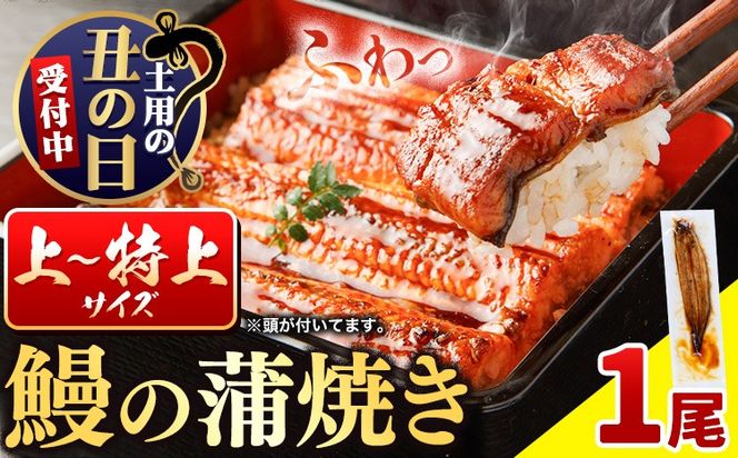 国内産 鰻の蒲焼き 徳島県産 うなぎの蒲焼き 1尾 タレ・山椒付《土用の丑の日予約(7/15～7/26)》うなぎの蒲焼き うなぎ 鰻 蒲焼 蒲焼き ウナギの蒲焼 徳島県産---sanagouchi_lcl_99_1bi---