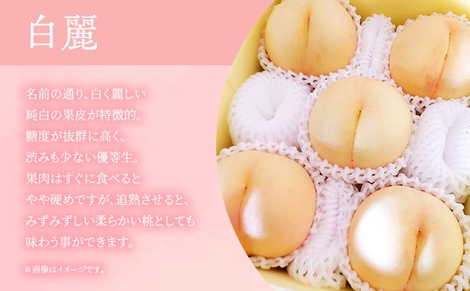 桃 2026年 先行予約 岡山県産 白麗 贈答用 1.5kg(4～6玉) 朝採れ 農家直送 限定20箱