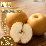 【秋深まる味わい】熊本県産 新興 5～7個(約3kg) 1箱 新興 梨 フルーツ 甘い 濃厚 農家直送 ギフト 贈答用 家庭用 お取り寄せ 熊本県