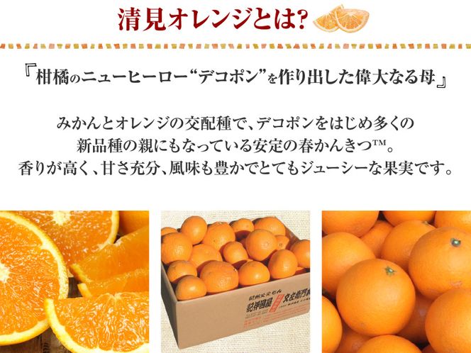 清見オレンジ約8kg/果実サイズおまかせ　※2027年2月中旬～2027年4月下旬頃に発送予定　紀伊国屋文左衛門本舗【ntbt401C】