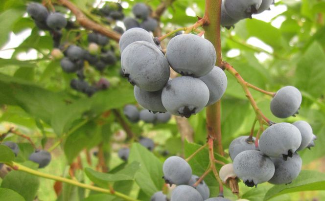 [先行受付] 農園の加工用 ブルーベリー 約2kg サイズ混載 北海道 仁木町産 果物 果物類 フルーツ 仁木 [小林信幸]