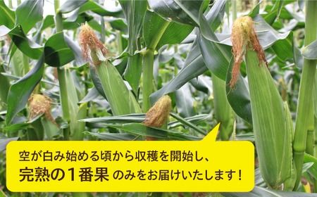 【全2回定期便】【2024年6月中旬以降順次発送】果物みたいに『極甘』早朝収穫 とうもろこし Lサイズ(300g)×5本 糸島市 / 有限会社ウラタ農園 [ALI005] とうもろこし トウモロコシ 贈答 甘い お中元 野菜 夏野菜