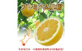 【 2026年 先行予約 】 プレミアム 河内晩柑 3kg L から 3L 優品 贈答用 樹齢 20年 以上 古木 厳選 大玉 果実 特選 直送 和製 グレープフルーツ 愛南ゴールド フルーツ 人気 柑橘 爽やか 甘み ジューシー 果汁 旬の果物 くだもの みかん 産地直送 農園直送 春 味覚 初夏 デザート ジュース おすすめ 生搾り デザート ゼリー 愛媛県 愛南町 清家ばんかんビレッジ