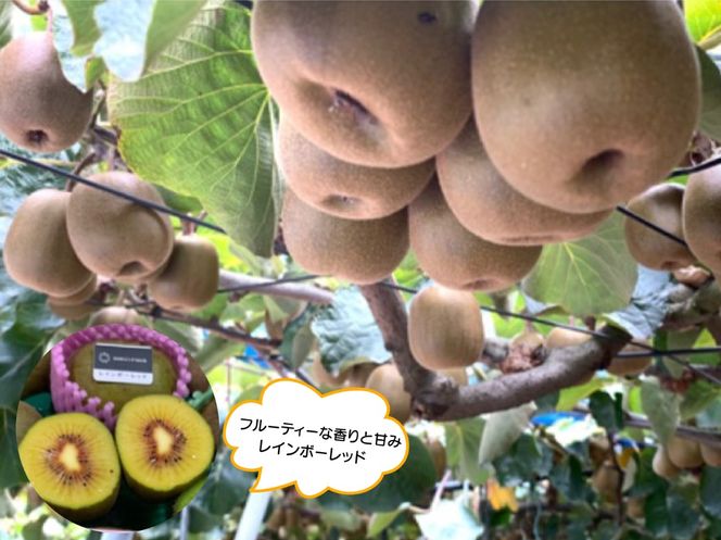 【先行予約】「産直の里大晴農園 内牧」キウイフルーツ２種詰め合わせ　27～33玉入り【本州限定】【埼玉県 春日部市 国産 果物 フルーツ 詰め合わせ 食べ比べ 旬の味覚 産地直送 家庭用 デザート】(BY003-3)