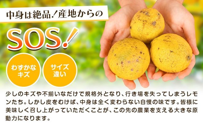 レモン 超訳ありレモン 約5kg 《2月上旬-5月末頃出荷》 和歌山県 日高川町 れもん 檸檬 柑橘 訳あり 果物 くだもの フルーツ 青果物---wshg_dsk97_2j5m_26_7000_5---