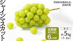 【定期便】 シャインマスカット 7～9房(約5kg) × ６か月連続お届け！ 【2026年8月から発送開始】 （茨城県共通返礼品 [ぶどう]：結城市産）  定期便 毎月 シャインマスカット マスカット ぶどう ブドウ フルーツ 果物 [BI364-NT]