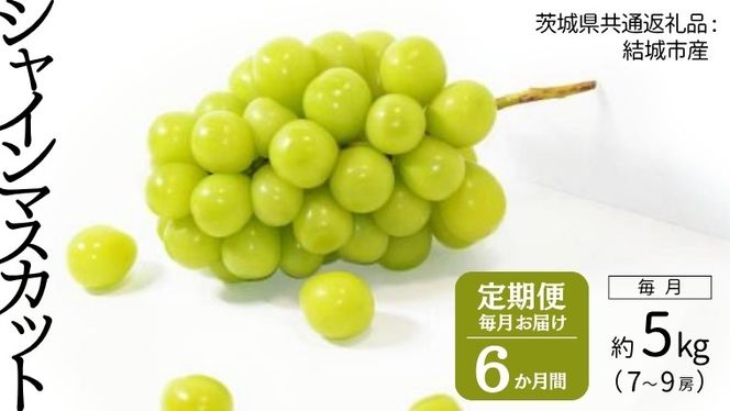 【定期便】 シャインマスカット 7～9房(約5kg) × ６か月連続お届け！ 【2025年8月から発送開始】 （茨城県共通返礼品 [ぶどう]：結城市産）  定期便 毎月 シャインマスカット マスカット ぶどう ブドウ フルーツ 果物 [BI364-NT]