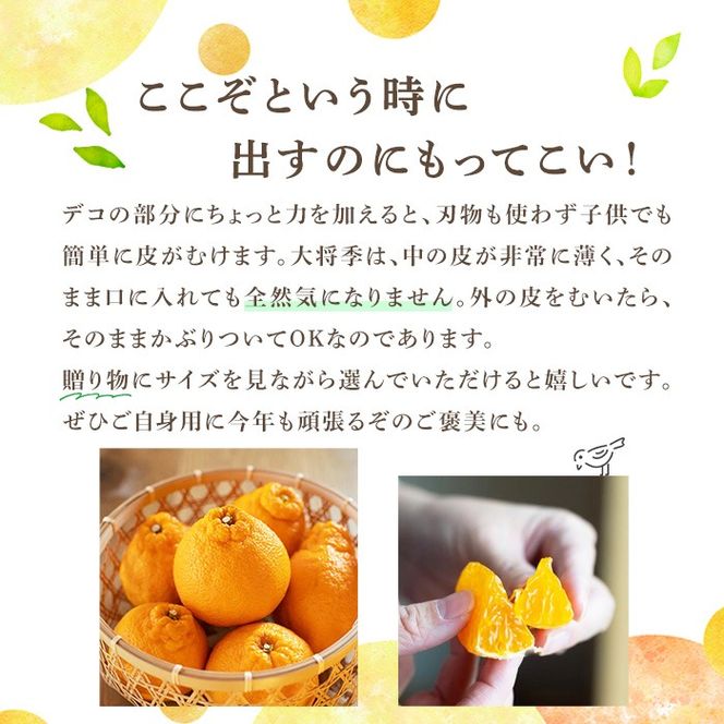 ＜先行予約受付中！2026年1月中旬以降順次発送予定＞数量限定！大将季 (6個・3Lサイズ) 柑橘 フルーツ 果物 国産 みかん 期間限定 不知火 しらぬい シラヌイ ミカン 【株式会社イロドリ】akn069-07