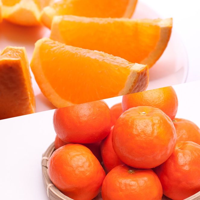 【定期便/隔月配送/全6回】厳選・和歌山の季節の柑橘5kg農家直送フルーツ定期便 | 有田 みかん 蜜柑 オレンジ 八朔 せとか ポンカン セミノール バレンシア いよかん 不知火
※北海道・沖縄・離島への配送不可