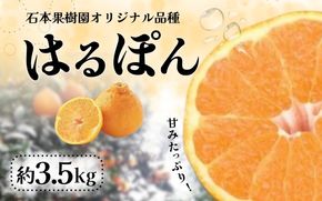 みかん 不知火【先行予約】石本果樹園の 完熟 はるぽん　約3.5kg【2026年3月上旬から4月上旬までに順次発送】 / みかん フルーツ くだもの 果物 先行予約 不知火【min023】