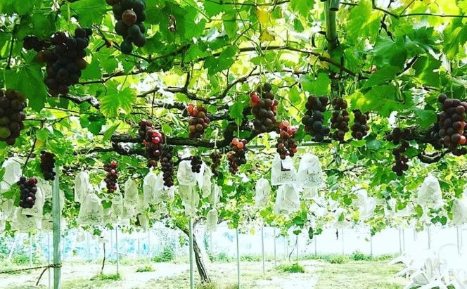 朝採り巨峰（約1.5kg）早期受付 クロレラ栽培 ぶどう 果物類 葡萄 フルーツ デザート ギフト 贈り物