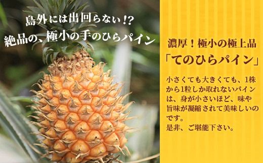 《2026年4月～7月順次発送》【先行受付】希少！濃厚！「枝先完熟・てのひらポコットパイン」【 沖縄 石垣市 石垣島 希少 完熟 パイナップル パイン ポコットパイン ポコット てのひらパイン 離島のいいもの 沖縄いいもの石垣島 】OI-3