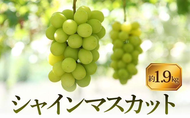 【8月31日（夏休み）までの期間限定価格!!】シャインマスカット　約1.9kg