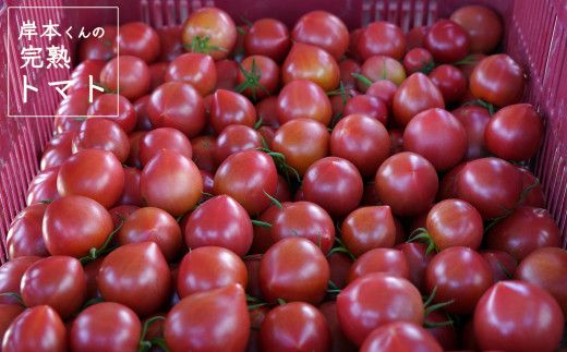 岸本くんの完熟トマト 約3.2kg ( 400g×８パック )  野菜 産地 直送 人気 国産 愛媛県 愛南町 発送期間：2026年2月1日～6月20日	