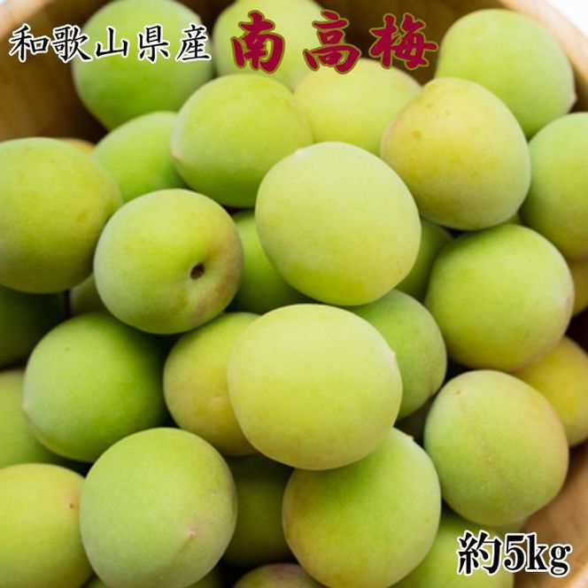 【和歌山名産】南高梅5kg（サイズ混合） ｜ 青梅 紀州 産地直送 うめ ウメ 新鮮 ※2026年6月上旬～6月下旬頃に順次発送予定