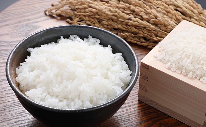 令和8年度産米 元気つくし 5kg  福岡県朝倉産 白米 精米 お米