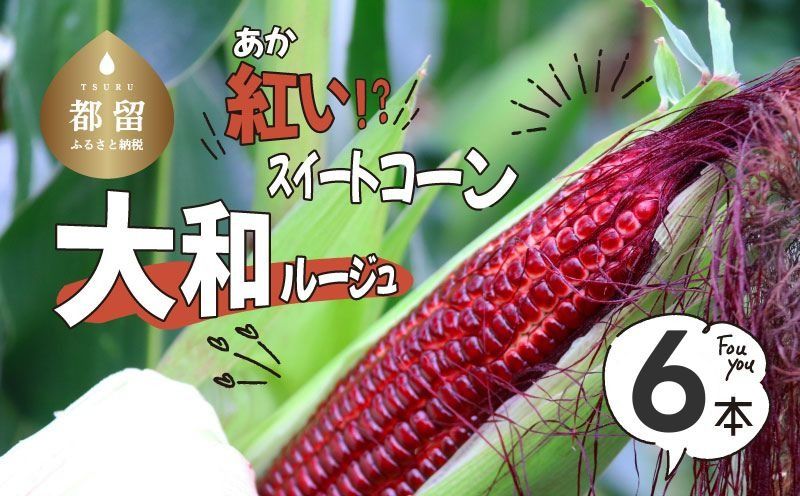 [ふるさと納税][2026年先行予約]山梨県都留市産 紅いスイートコーン 大和ルージュ|希少な赤いとうもろこし 甘い スイートコーン トウモロコシ 産地直送 送料無料[浅田農園]