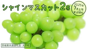 シャインマスカット ２房【2025年7月上旬発送開始】(茨城県共通返礼品：大子町) ぶどう 葡萄 ブドウ マスカット フルーツ 果物 スイーツ