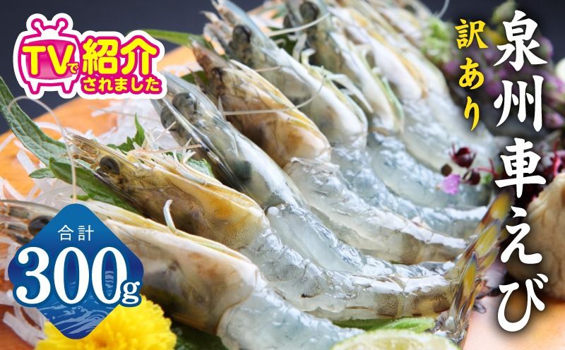 [TVで紹介!]泉州車えび 300g[訳あり サイズ不揃い 生食可 海鮮 車海老 車エビ 海老 えび エビ 刺身 産地直送 急速冷凍 鮮度抜群 スピード発送]