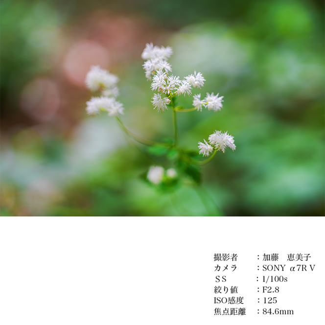 SIGMA 28-105mm F2.8 DG DN | Art【ソニーEマウント】（数量限定）