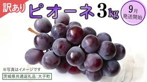 【 訳あり 】 ピオーネ 3kg 【2026年9月発送開始】(茨城県共通返礼品：大子町) ブドウ ぶどう 葡萄 ピオーネ 果物 フルーツ 果実 ワケあり ご自宅用 ご家庭用 自分用