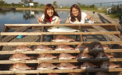 爆釣 美浜フィッシングパーク 利用券 1日券 女性・子ども（小学生以下）用 体験 チケット ｜ 海釣り 釣り堀 釣堀 旅行 アクティビティ アウトドア スポーツ ギフト券 券 体験チケット 釣り竿 釣竿 竿 釣り餌 レンタル 釣 愛知県 美浜町 知多半島