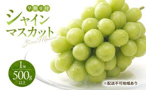ぶどう 早期受付 シャイン マスカット 1房（500g以上） ブドウ 葡萄 岡山県産 国産 フルーツ 果物 ギフト 桃茂実苑