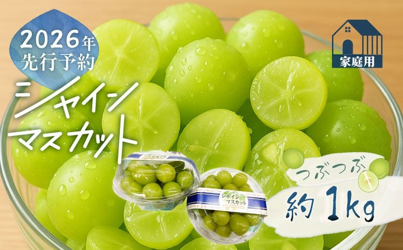 [2026年先行予約]山梨県産 ご家庭用 つぶつぶ シャインマスカット 約1.0kg|訳あり 果粒 大粒 甘い 種なし 高糖度 フルーツ 果物 産地直送 送料無料