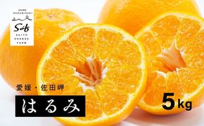 【先行予約】Saito Orange Farmのはるみ5kg ｜ 柑橘 みかん ミカン フルーツ 果物 愛媛　※離島への配送不可　※2025年2月中旬頃より順次発送予定