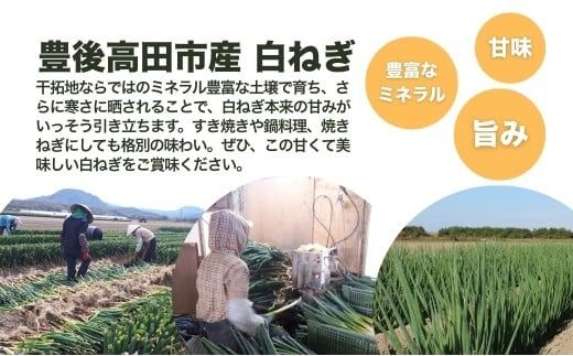 ネギ 【先行予約】産地直送・新鮮！甘くて美味しい白ネギ (3kg前後) 西日本トップクラスの産地・大分県豊後高田市産 広大な干拓で育ったミネラル豊富な白ねぎ ネギ ねぎ 長ネギ 鍋 野菜 149977bt1