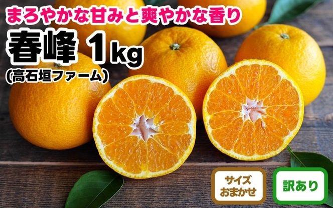 訳あり 春峰 1kg M～2Lサイズおまかせ 高石垣ファーム  K014