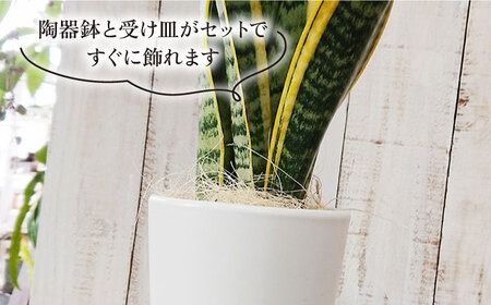 サンセベリア ・ ローレンチー 糸島市 / cocoha[AWB003] 観葉植物 緑 グリーン 室内 インテリア サンセベリア 植物 サンスベリア