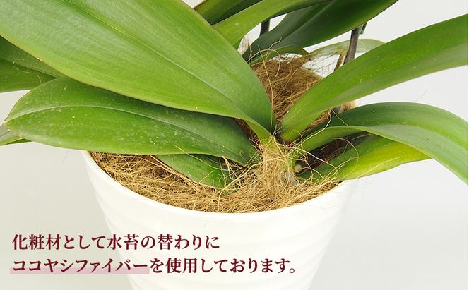 【選べるこだわり豪華ラッピング】赤平長持ち胡蝶蘭白花大輪3本立て (36輪以上) 胡蝶蘭 花 ギフト プレゼント お祝い 贈り物  インテリア 植物