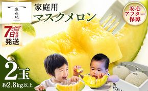 メロン 家庭用 2玉入り 【7日程度で発送】一果相伝マスク 最短配送 果物 フルーツ ギフト 家庭用 美味しい 甘い ケーキ あまい 産地直送 4月 5月 父の日 母の日 高知県 香南市 常温 tn-0063